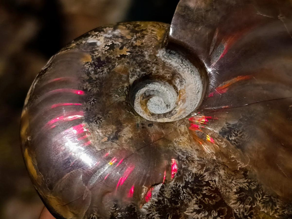 Polished Magnificent Red “Ammolite” Opalized Cleoniceras Ammonite Fossil x 1 From Mahajanga, Madagascar