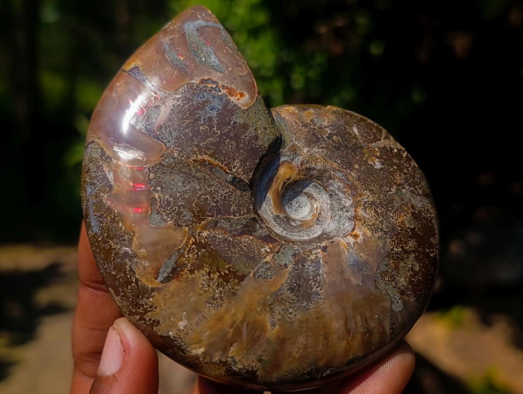 Polished Magnificent Red “Ammolite” Opalized Cleoniceras Ammonite Fossil x 1 From Mahajanga, Madagascar