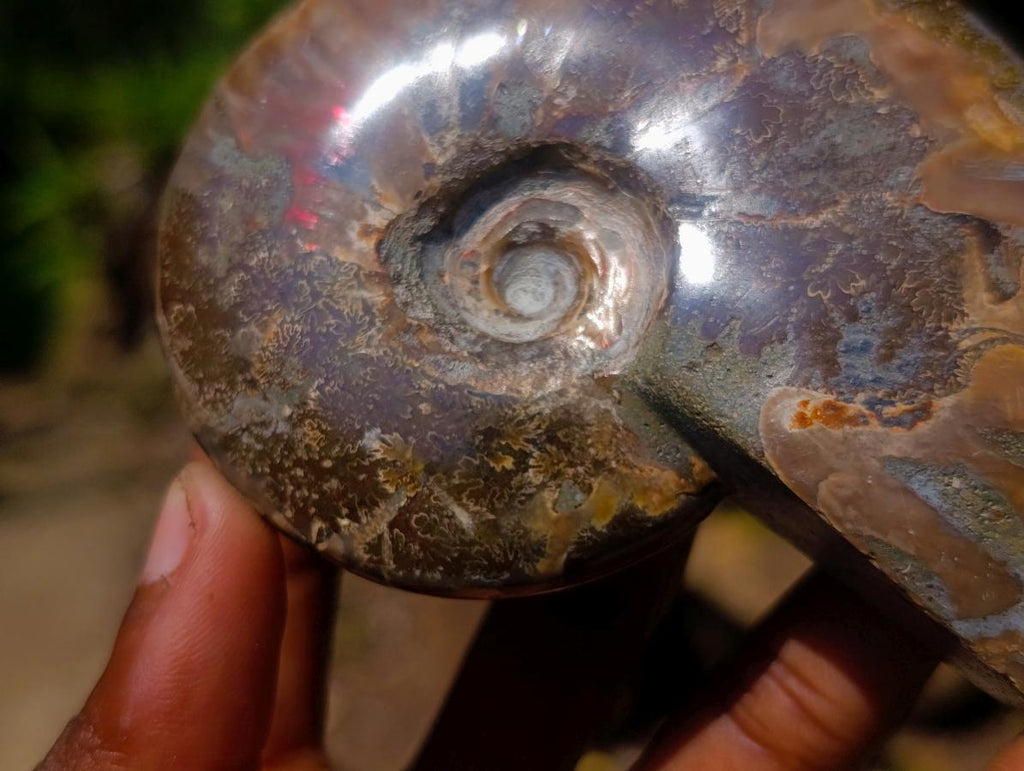 Polished Magnificent Red “Ammolite” Opalized Cleoniceras Ammonite Fossil x 1 From Mahajanga, Madagascar