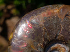 Polished Magnificent Red “Ammolite” Opalized Cleoniceras Ammonite Fossil x 1 From Mahajanga, Madagascar
