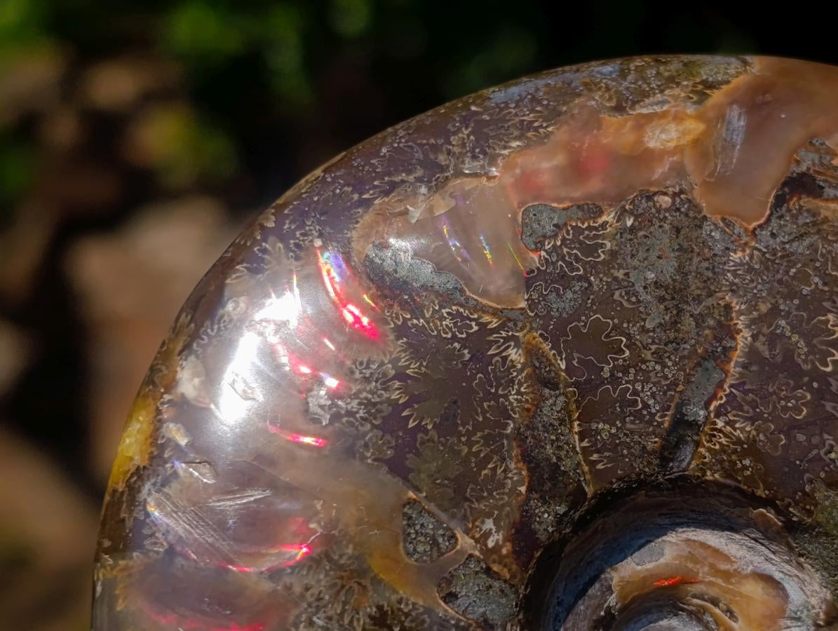 Polished Magnificent Red “Ammolite” Opalized Cleoniceras Ammonite Fossil x 1 From Mahajanga, Madagascar