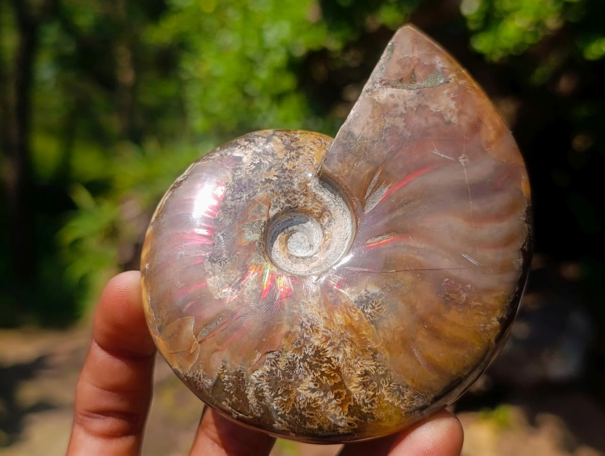Polished Magnificent Red “Ammolite” Opalized Cleoniceras Ammonite Fossil x 1 From Mahajanga, Madagascar