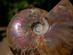 Polished Magnificent Red “Ammolite” Opalized Cleoniceras Ammonite Fossil x 1 From Mahajanga, Madagascar