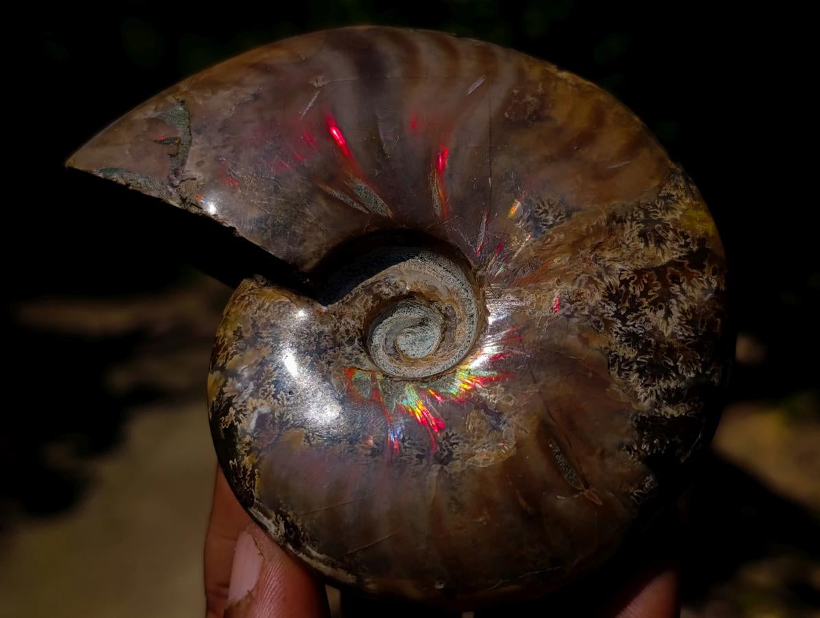 Polished Magnificent Red “Ammolite” Opalized Cleoniceras Ammonite Fossil x 1 From Mahajanga, Madagascar