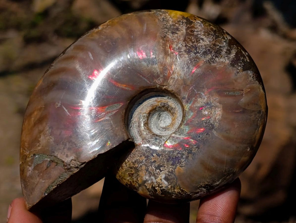 Polished Magnificent Red “Ammolite” Opalized Cleoniceras Ammonite Fossil x 1 From Mahajanga, Madagascar