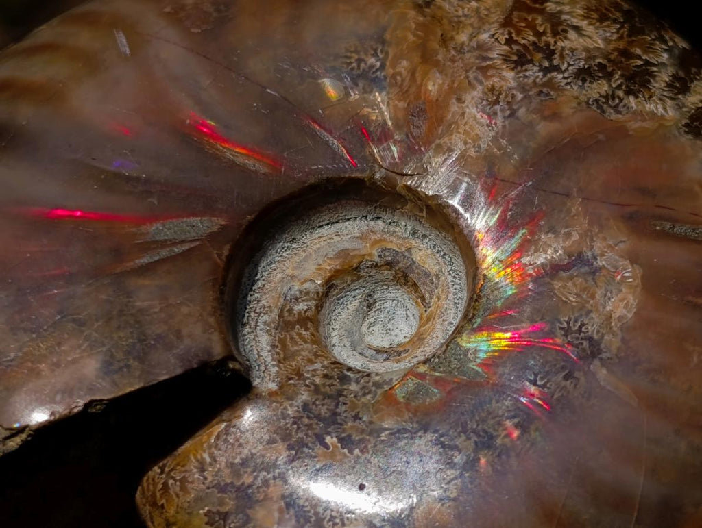 Polished Magnificent Red “Ammolite” Opalized Cleoniceras Ammonite Fossil x 1 From Mahajanga, Madagascar