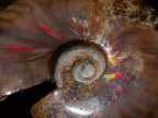 Polished Magnificent Red “Ammolite” Opalized Cleoniceras Ammonite Fossil x 1 From Mahajanga, Madagascar