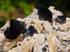 Natural Shiny Black Schorl Tourmaline Crystals on Bladed Lamellar White Feldspar x 1 From Erongo Mountain, Namibia
