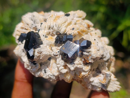 Natural Shiny Black Schorl Tourmaline Crystals on Bladed Lamellar White Feldspar x 1 From Erongo Mountain, Namibia