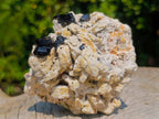 Natural Shiny Black Schorl Tourmaline Crystals on Bladed Lamellar White Feldspar x 1 From Erongo Mountain, Namibia