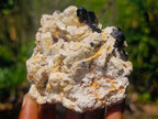 Natural Shiny Black Schorl Tourmaline Crystals on Bladed Lamellar White Feldspar x 1 From Erongo Mountain, Namibia