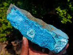 Natural Glossy Bright Blue Silica Chrysocolla and Malachite on Dolomite Specimen x 1 From Kulukuluku, Congo