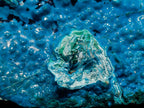 Natural Glossy Bright Blue Silica Chrysocolla and Malachite on Dolomite Specimen x 1 From Kulukuluku, Congo