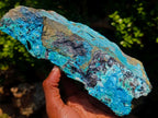 Natural Glossy Bright Blue Silica Chrysocolla and Malachite on Dolomite Specimen x 1 From Kulukuluku, Congo