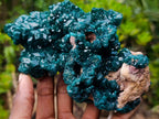 Natural Exquisite and Classic Emerald Green Large Cabinet Sized Dioptase Specimen x 1 From Tantara, Congo