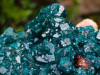 Natural Exquisite and Classic Emerald Green Large Cabinet Sized Dioptase Specimen x 1 From Tantara, Congo