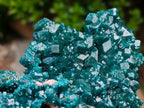 Natural Exquisite and Classic Emerald Green Large Cabinet Sized Dioptase Specimen x 1 From Tantara, Congo