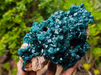 Natural Exquisite and Classic Emerald Green Large Cabinet Sized Dioptase Specimen x 1 From Tantara, Congo