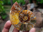 Polished and Natural Mixed Set of 8 African Minerals Crystals and a Fossil in a Wooden Display Box x 1 From Southern Africa