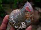 Polished and Natural Mixed Set of 8 African Minerals Crystals and a Fossil in a Wooden Display Box x 1 From Southern Africa