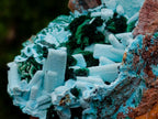 Natural Lupoto Mine Multi Generation Chrysocolla Pseudomorph with Fibrous Malachite Star Crystallisation x 1 From Lupoto Mine, Congo