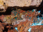 Natural Sparkling Drusy Chrysocolla Pseudomorph after Malachite after Azurite Specimen x 1 From Lupoto Mine, Congo