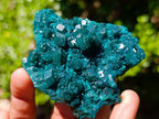 Natural Perfect Dioptase Specimen with No Matrix x 1 From Tantara, Congo