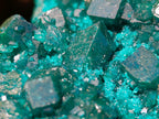 Natural Perfect Dioptase Specimen with No Matrix x 1 From Tantara, Congo