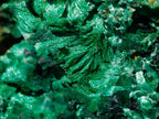 Natural Large 15 cm Velvet Rosette Malachite Specimen x 1 From Kasompe, Congo