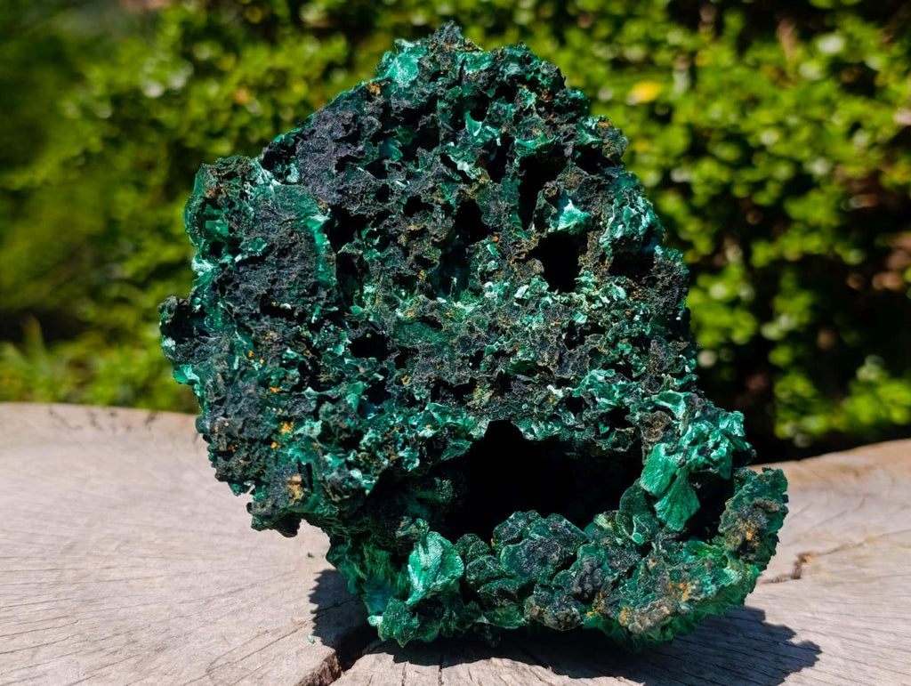 Natural Large 15 cm Velvet Rosette Malachite Specimen x 1 From Kasompe, Congo