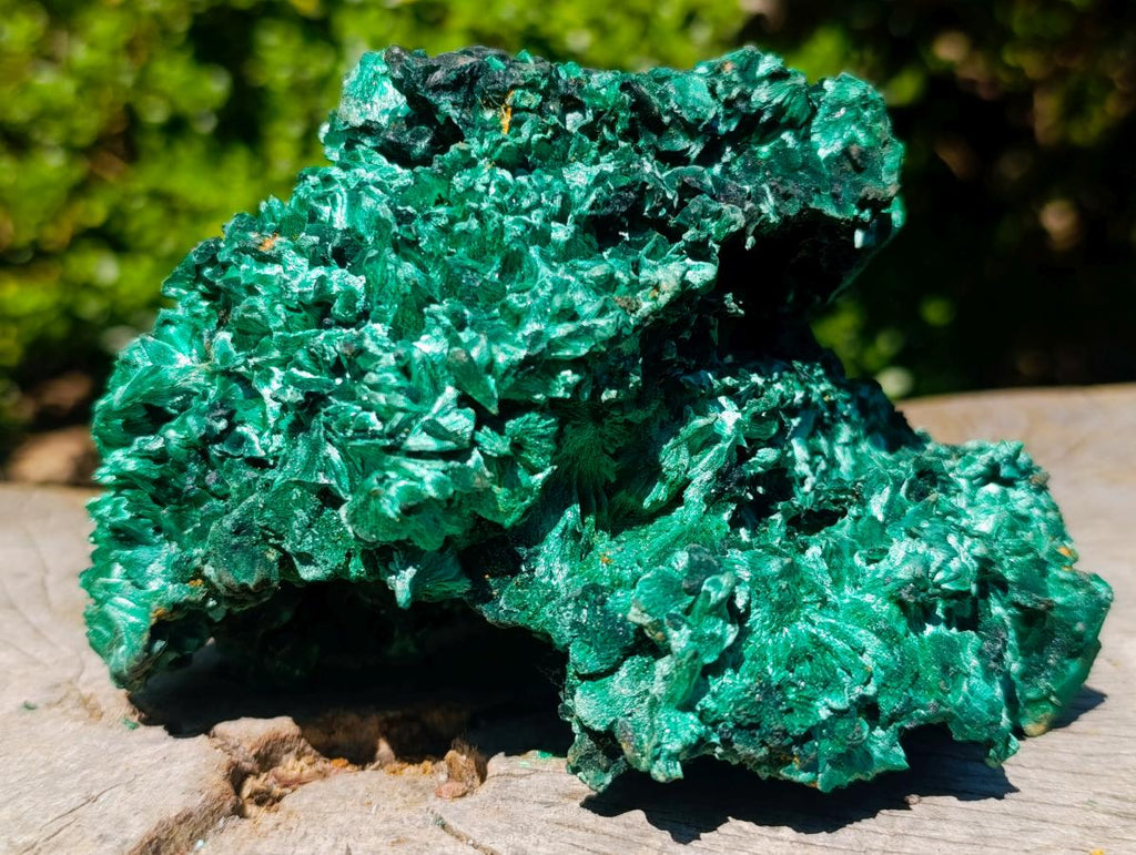 Natural Large 15 cm Velvet Rosette Malachite Specimen x 1 From Kasompe, Congo