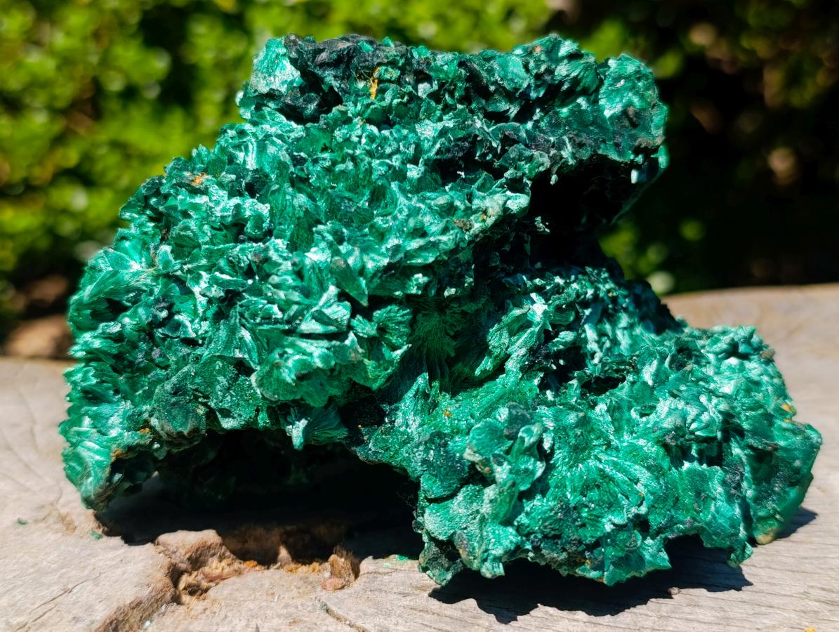 Natural Large 15 cm Velvet Rosette Malachite Specimen x 1 From Kasompe, Congo