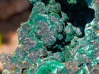 Natural Large 15 cm Velvet Rosette Malachite Specimen x 1 From Kasompe, Congo