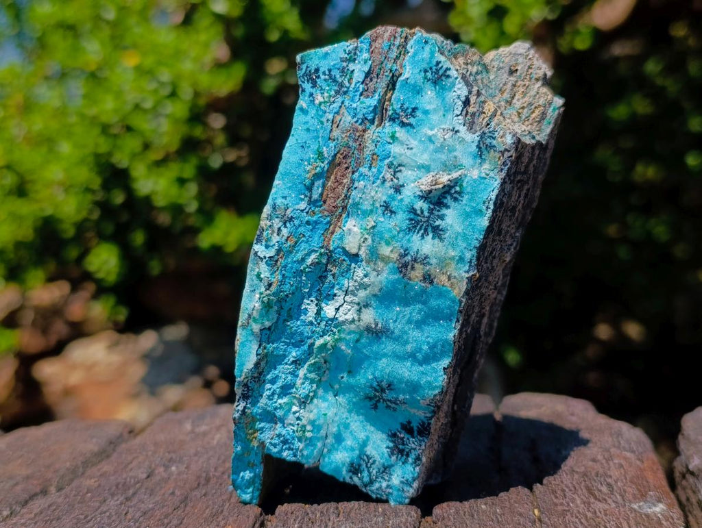 Natural Striking Black Heterogenite Dendrites on Drusy Coated Chrysocolla x 1 From Lupoto Mine, Congo