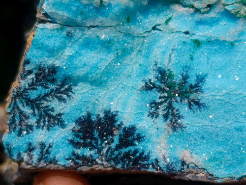 Natural Striking Black Heterogenite Dendrites on Drusy Coated Chrysocolla x 1 From Lupoto Mine, Congo