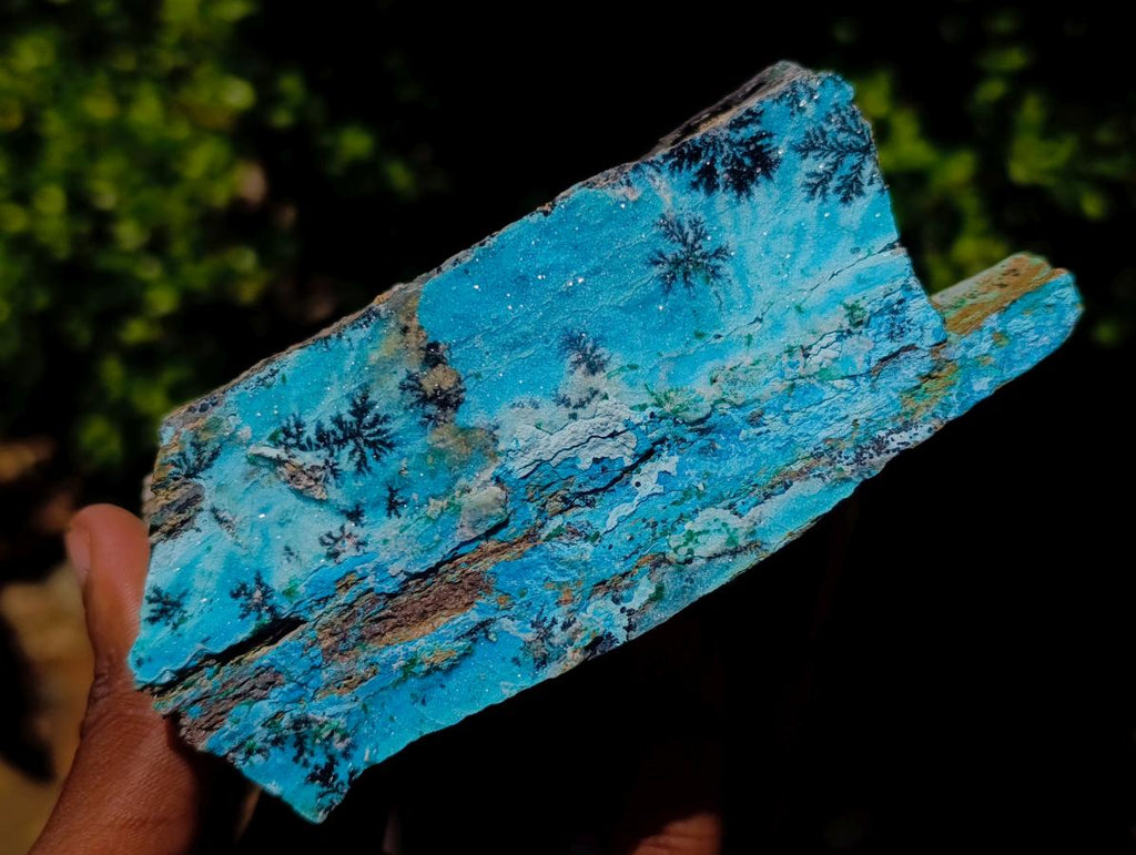 Natural Striking Black Heterogenite Dendrites on Drusy Coated Chrysocolla x 1 From Lupoto Mine, Congo