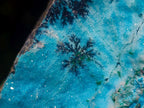 Natural Striking Black Heterogenite Dendrites on Drusy Coated Chrysocolla x 1 From Lupoto Mine, Congo
