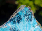 Natural Striking Black Heterogenite Dendrites on Drusy Coated Chrysocolla x 1 From Lupoto Mine, Congo