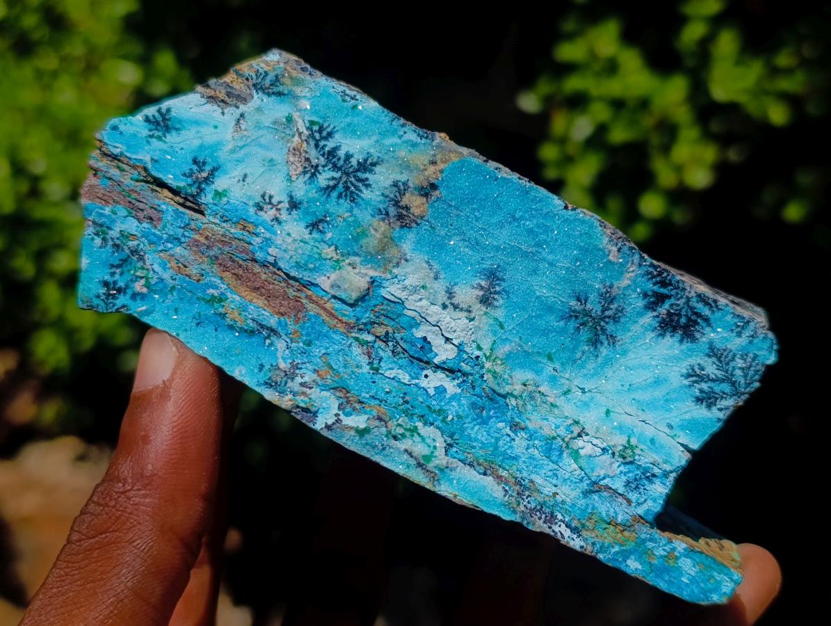 Natural Striking Black Heterogenite Dendrites on Drusy Coated Chrysocolla x 1 From Lupoto Mine, Congo