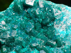 Natural Emerald Green Crystal Plate Dioptase Specimen x 1 From Tiantara, Congo