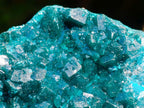 Natural Emerald Green Crystal Plate Dioptase Specimen x 1 From Tiantara, Congo