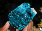 Natural Emerald Green Crystal Plate Dioptase Specimen x 1 From Tiantara, Congo