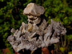 Natural Fluorescent Sceptre Quartz Coated Spearhead Calcite Pseudomorph Cluster x 1 From Albert's Mountain, Lesotho
