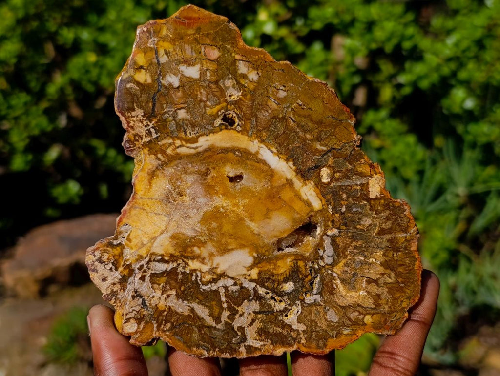 Polished and Natural Podocarpus Podocarpus Petrified Wood Slice x 1 From Mahajanga, Madagascar