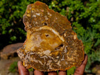 Polished and Natural Podocarpus Podocarpus Petrified Wood Slice x 1 From Mahajanga, Madagascar