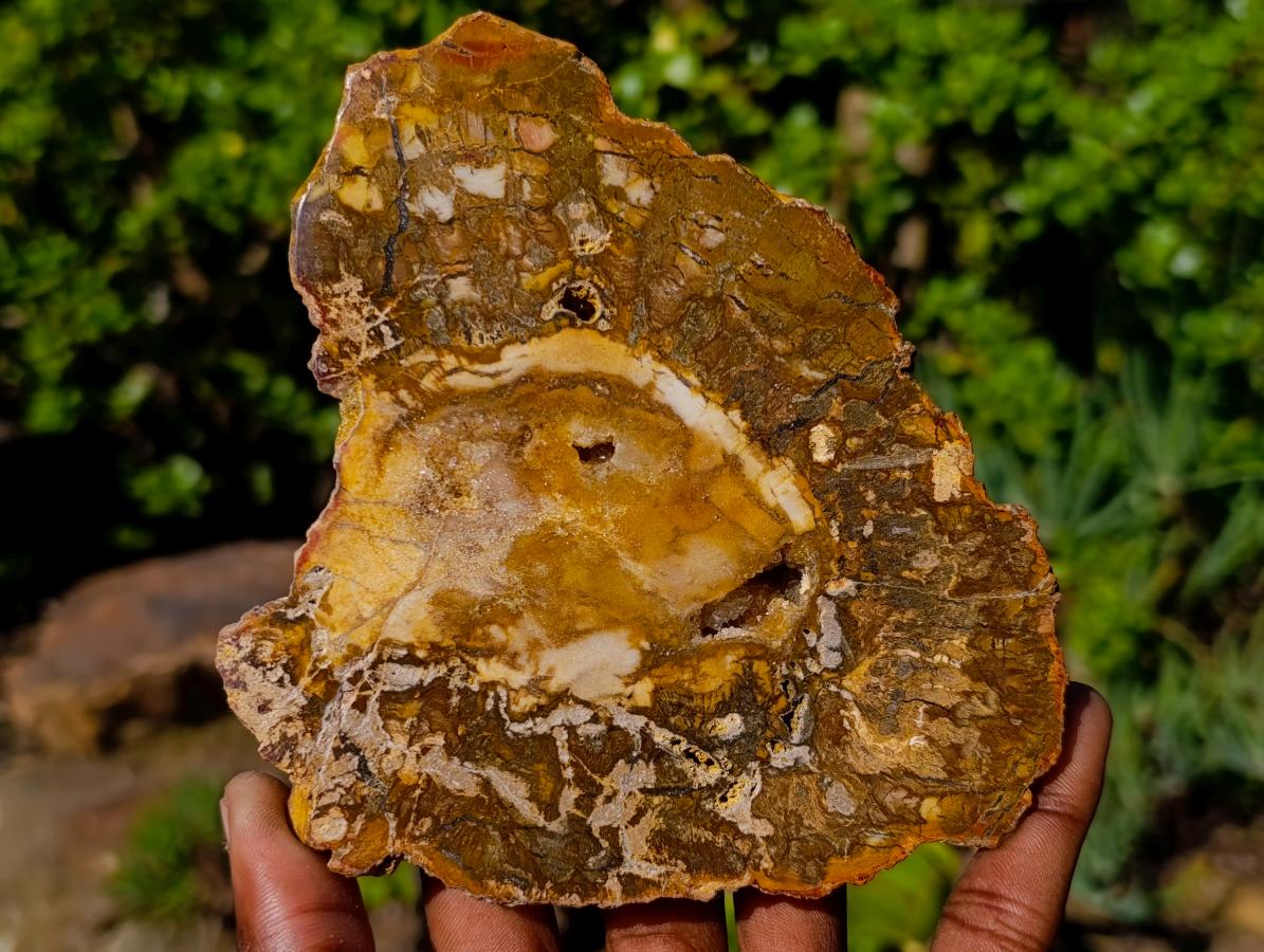 Polished and Natural Podocarpus Podocarpus Petrified Wood Slice x 1 From Mahajanga, Madagascar