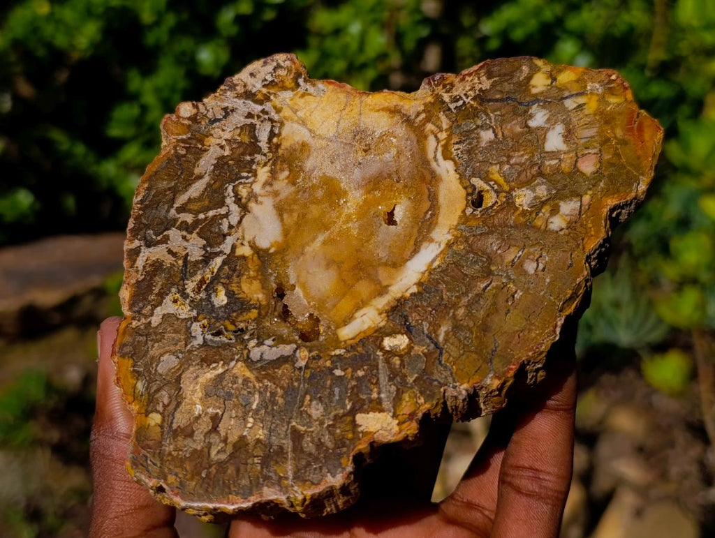 Polished and Natural Podocarpus Podocarpus Petrified Wood Slice x 1 From Mahajanga, Madagascar