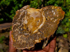 Polished and Natural Podocarpus Podocarpus Petrified Wood Slice x 1 From Mahajanga, Madagascar