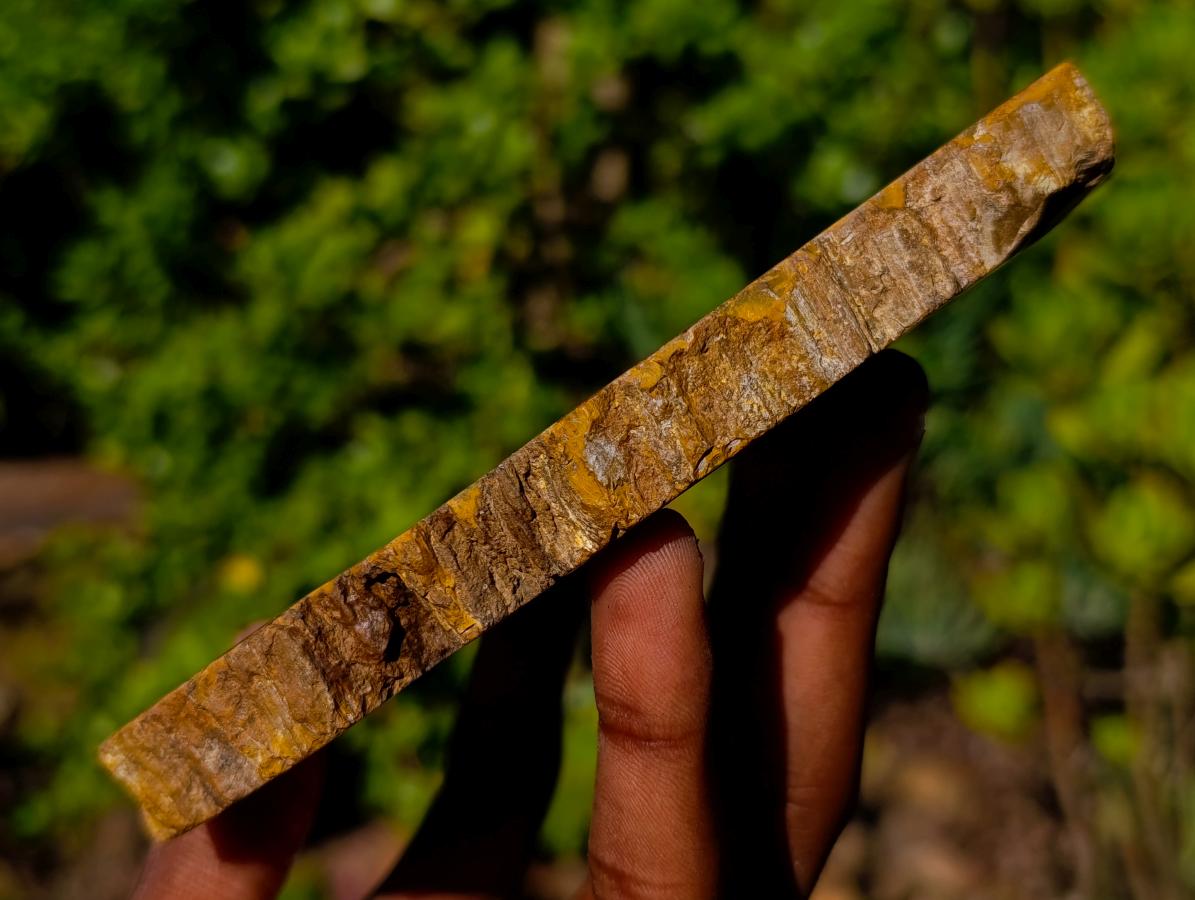 Polished and Natural Podocarpus Podocarpus Petrified Wood Slice x 1 From Mahajanga, Madagascar