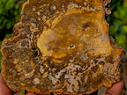 Polished and Natural Podocarpus Podocarpus Petrified Wood Slice x 1 From Mahajanga, Madagascar